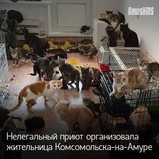 Одна из жительниц многоквартирного дома решила устроить в своей квартире приют для кошек и собак. Сама хозяйка квартиры, при этом, живёт в другом месте. Соседи жалуются, что животные издают много громких звуков, не получая нормальной заботы.  Лай, вой, беспрестанное мяуканье, неприятный запах наполняют подъезд. Напротив «приюта» дверь в квартиру маломобильной женщины, которая страдает от соседства больше всех.  В настоящий момент известно, что краевой депутат официально обратился в прокуратуру и попросил помочь жильцам в создании нормальных бытовых условий.