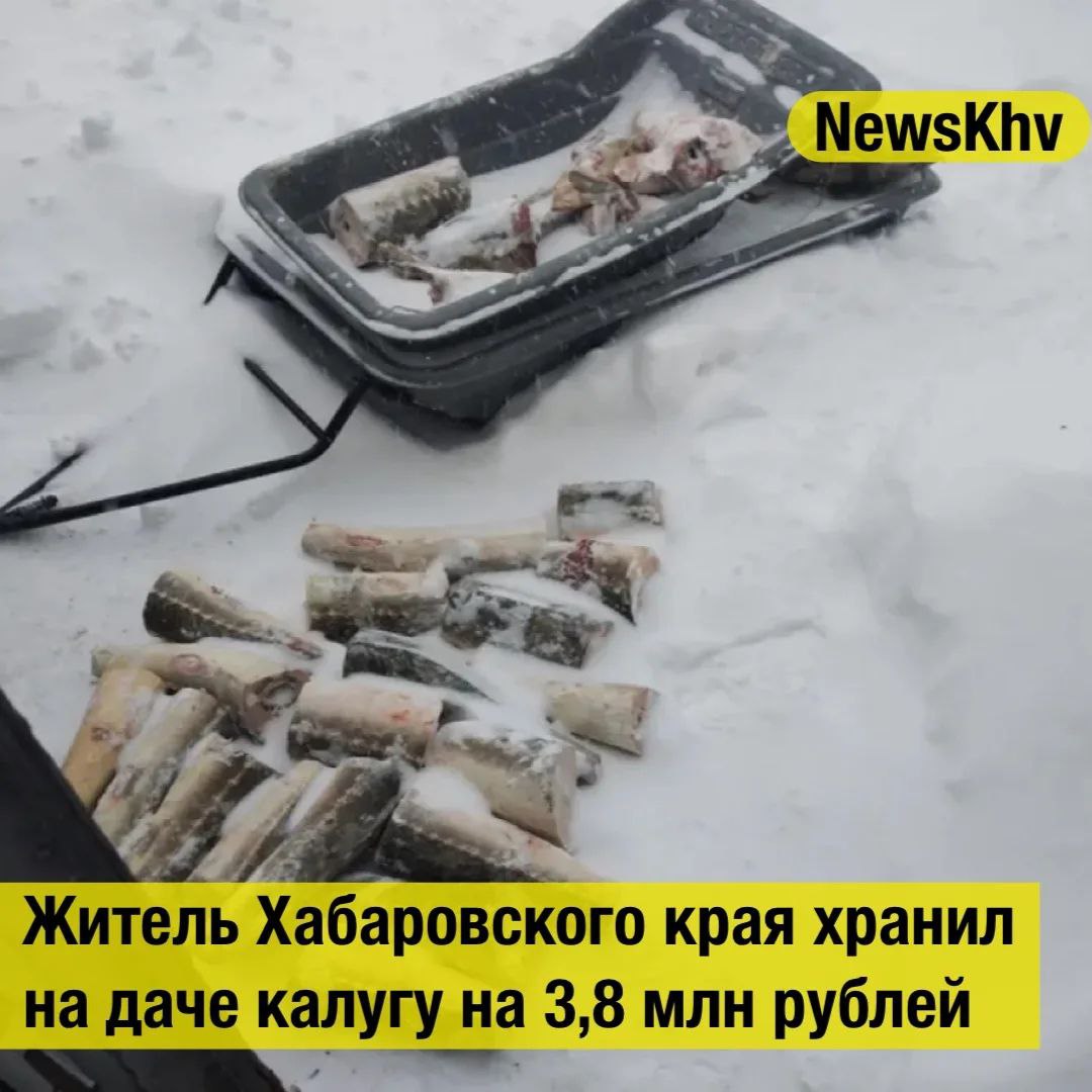 Житель Хабаровского края хранил на даче калугу на 3 8 млн рублей В Николаевском районе полицейские задержали 33 летнего подозреваемого в незаконной добыче биоресурсов на его даче обнаружены части калуги стоимостью 3 8 млн рублей Фрагменты калуги в общей сложности 55 частей хранились в мешках металлических и пластиковых емкостях в тамбуре здания По словам хозяина дачи он поймал в начале декабря на Амуре 10 экземпляров осетровых рыб которые отвез к себе и разделал Заготовленную рыбу намеревался употреблять сам У подозреваемого изъяты биоресурсы и снегоход он арестован Также в доме обнаружено более 171 грамма марихуаны Возбуждены уголовные дела о незаконных добыче и обороте особо ценных водных биоресурсов ч 1 ст 258 1 УК РФ и незаконном обороте наркотиков ч 2 ст 228 УК РФ сообщили в пресс службе УМВД по Хабаровскому краю