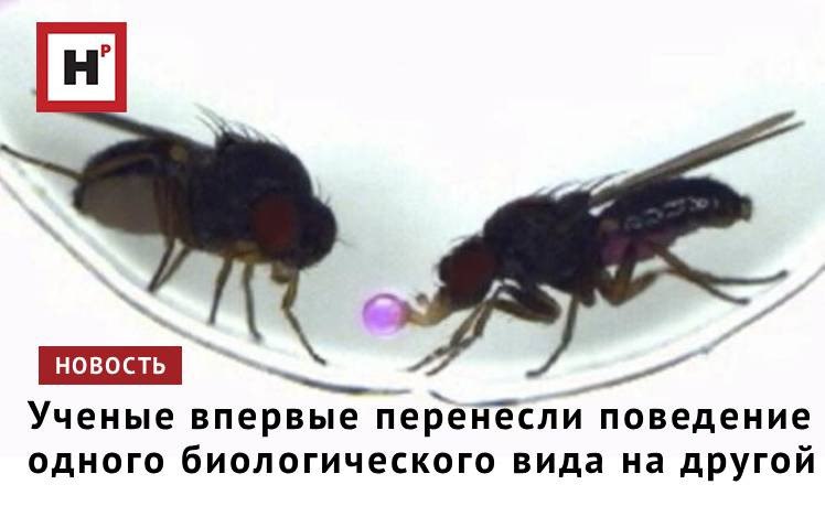 Исследователи из Японии генетически перенесли уникальное брачное поведение одного вида плодовых мушек на другой. Включив один ген в нейронах, вырабатывающих инсулин, команда успешно заставила один из видов плодовых мушек  Drosophila melanogaster  совершить ритуал дарения, которого они никогда раньше не делали.   В природе большинство самцов плодовых мушек ухаживают за самками, быстро взмахивая крыльями и создавая звуковые паттерны. Однако у Drosophila subobscura выработалась совершенно иная стратегия: самцы отрыгивают пищу и преподносят её самкам во время ухаживания.   «Когда мы активировали ген fru в нейронах, вырабатывающих инсулин, у поющих мух, чтобы они производили белки FruM, клетки отрастили длинные нейронные отростки и соединились с центром ухаживания в мозге, создав новые мозговые цепи, которые впервые у D. melanogaster привели к дарению подарков», — объяснил Рёя Танака, соавтор исследования.  Фото: Tanaka et al., 2025 / Nagoya University   Подробнее на портале Научная Россия   #гены #нейроны