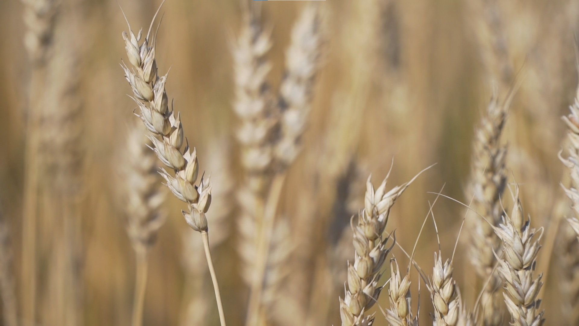 Рекордный урожай получили аграрии Алтайского края В регионе собрано порядка 9 8 млн тонн зерна и маслосемян в первоначальном весе Урожайность стала рекордной и велика вероятность что она достигнет 10 млн тонн В 2024 году объем урожая составлял 8 5 млн тонн Сейчас работы в полях практически завершены Полученный урожай позволит полностью обеспечить потребности жителей края и сохранить высокий экспортный потенциал продукции Было много дождей значительно больше чем в среднем в период уборки урожая и достаточно холодно мы даже рассматривали вопрос введения режима чрезвычайной ситуации Возможный ущерб удалось минимизировать благодаря профессионализму наших аграриев подчеркнул губернатор Виктор Томенко В этом году аграрии закупили почти 1800 единиц техники в том числе 198 зерноуборочных комбайнов По программе федерального лизинга оформлено 490 машин и оборудования на сумму 3 2 млрд рублей Катунь 24 в MAX