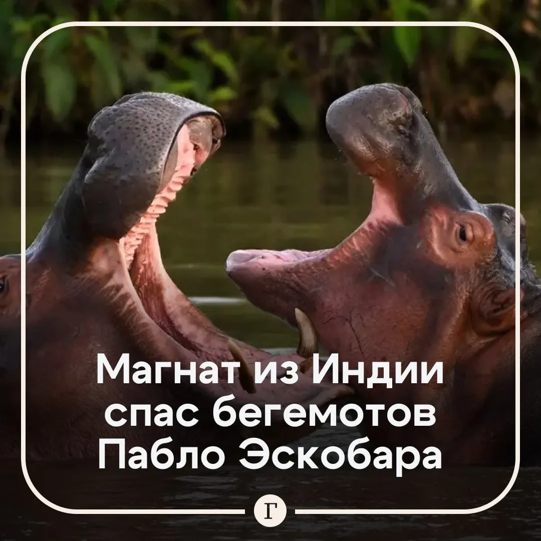 В Индии спасли бегемотов Пабло Эскобара Колумбия планировала истребить 80 бегемотов которые расплодились из за знаменитого наркобарона В 1980 х годах он привез их в свой частный зоопарк а после его смерти животные остались без присмотра Сейчас стадо разрослось до 200 голов и разрушает местную экосистему Власти пытались стерилизовать их но безуспешно Испугавшись истребления индийский магнат Ананта Амбани перевез бегемотов в частный заповедник Вантара Каждая жизнь имеет значение и мы несем ответственность за защиту жизни везде где это возможно заявили представители заповедника Читайте Газету Ru в MAX