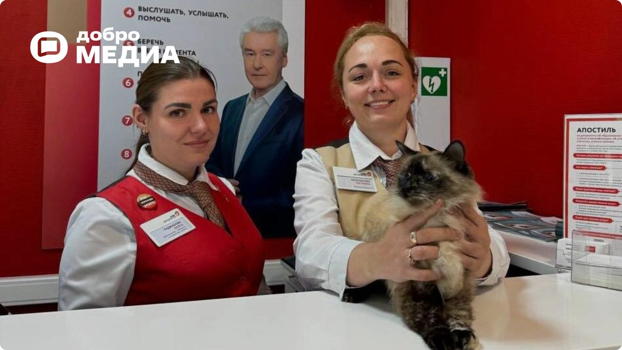 С дерева – в офис: кот устроился на работу в МФЦ В Москве кот забрался на высокое дерево, испугался и не смог самостоятельно спуститься. Его громкое мяуканье привлекло внимание местных жителей, которые сразу вызвали спасателей. На помощь четвероногому смельчаку пришли волонтёры «Спасрезерва». Работники «Моих Документов» временно приютили пушистого гостя. Пока хозяина не нашли, кот будет жить по адресу: ул. Лётчика Бабушкина, д. 1, корп. 1. Возможно, он даже поможет в выдаче печатной версии электронной книжки волонтера с платформы Добро.рф.