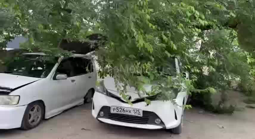 Во Владивостоке дерево упало на автомобили, пострадали несколько машин