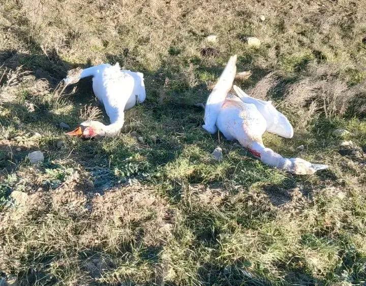 Восемь мертвых лебедей обнаружены в районе аэропорта в Каспийске сообщает телеграм канал Каспийск 24 На кадрах снятых подписчиком видно мужчину который складывает в пакет мертвых птиц На видео попали также номера машины с открытым багажником стоящей у обочины Сотрудники министерства направят полученные сведения в органы внутренних дел для установления обстоятельств происшествия определения личности предполагаемого нарушителя и привлечения его к ответственности сообщили в Минприроды Дагестана За отстрел лебедей которые относятся к краснокнижным птицам в России предусмотрена уголовная ответственность незаконная охота в отношении птиц охота на которых полностью запрещена а также штраф изъятие охотничьих атрибутов и запрет на охоту