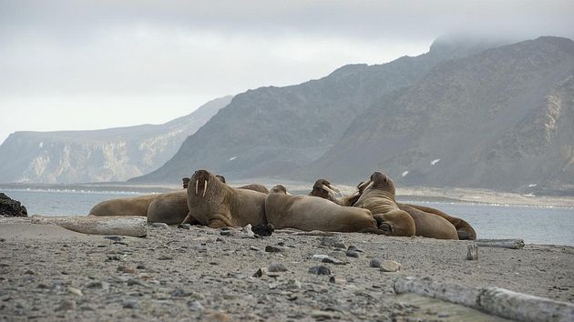 24 ноября отмечается День моржа Сегодня в России отмечается День моржа который был учрежден в 2008 году по инициативе природоохранных организаций Изменение климата одна из наиболее серьёзных и системных угроз для моржа Оно напрямую влияет на их ключевую среду обитания морской лёд Сокращение площади льда изменение сроков его формирования в привычных местах обитания моржей может вынуждать животных искать новые безопасные места для кормления и размножения приводить к повышенному расходу энергии на поиски и передвижение с мест кормления к местам отдыха на берегу а следовательно увеличивать стресс и снижать жировые запасы животных Стресс и потраченная зря энергия ухудшают общее состояние моржей у них снижается иммунитет нарушаются процессы линьки терморегуляция и заживление ран Самки могут недокормить детёнышей что уменьшает их шансы выжить Климатические изменения также меняют миграционные маршруты Моржи мигранты они следуют за морским льдом и кормовой базой За год они могут проплыть от 1000 до 2000 километров В российских водах обитает три подвида моржей атлантический тихоокеанский и лаптевский Лаптевский и атлантический подвиды занесены в Красную книгу в самом уязвимом положении атлантический морж Он обитает в местах наиболее активной деятельности человека в Арктике Чтобы защитить моржей важно сохранять их места обитания и регулировать судоходство Также необходимы исследования для определения численности и состояния популяций В настоящее время особо охраняемые природные территории в российской Арктике играют ключевую роль в сохранении этих гигантов
