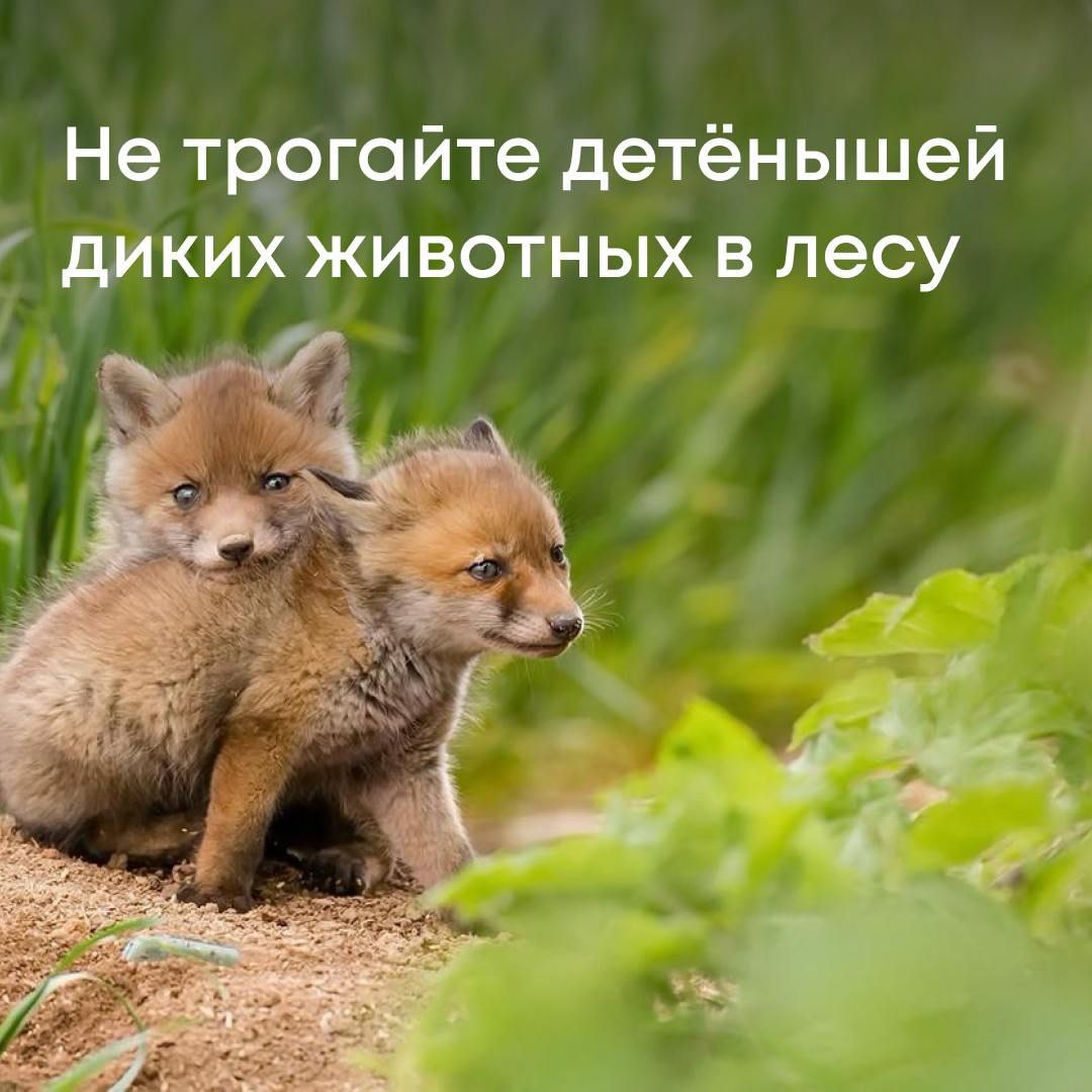 Весной у диких животных появляется потомство. Росприроднадзор напоминает: касаться и перемещать детенышей зверей запрещено. Даже если рядом нет их матери. Скорее всего, она находится неподалёку и вернётся, когда вы уйдете. А вот если человек погладит животное, запах может отпугнуть мать и малыш останется брошенным. Если вы идёте в лес в апреле–июне с собакой, держите её на поводке. Лай может напугать зверя, животное может повести себя агрессивно. Также нельзя кормить маленьких зверей. Человеческая еда может привести к гибели. Тревожиться стоит только в случае, если животное ранено или истощено. Необходимо сообщить об этом властям региона или в территориальный орган Росприроднадзора. Порядок действий в таких случаях мы разъясняли здесь. В остальном, лучше просто пройти мимо. Напоминаем, что для добывания из природы краснокнижного животного необходимо разрешение Службы. Помните: дикие животные находятся под охраной государства. За причинение вреда или незаконное изъятие их из природы предусмотрена ответственность — вплоть до уголовной.