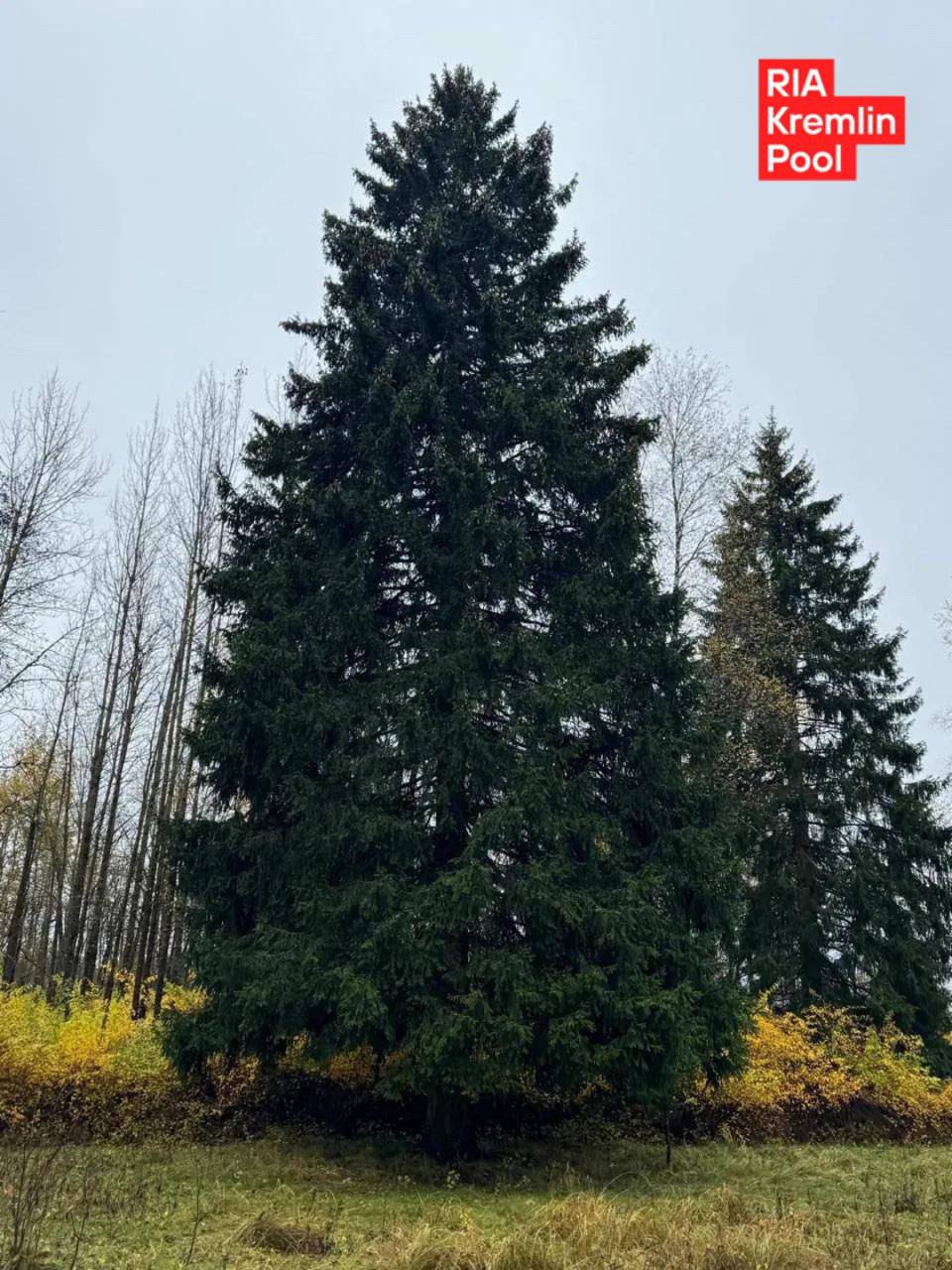 Найдена главная новогодняя елка России Её высота 26 метров обхват ствола 64 сантиметра а размах нижних ветвей 11 метров сообщили в управделами президента РФ
