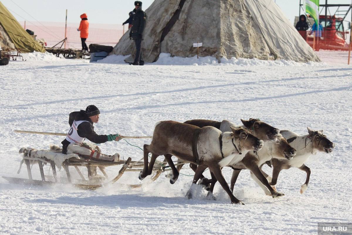 Новые меры поддержки для коренных народов Севера начали действовать в ХМАО  Вот что изменилось:    Увеличена финансовая помощь молодым специалистам на обустройство быта в традиционных местах проживания — до 300 000 рублей;     Максимальная компенсация на приобретение северных оленей выросла до 20 000 рублей;   Спасательные жилеты теперь входят в перечень компенсируемых материально-технических средств. __________ Ura.ru