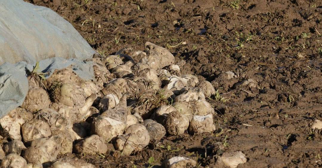 Союзроссахар: Заморозки на юге могут негативно сказаться на урожае свеклы Заморозки в конце апреля-начале мая в ряде регионов Южного, Центрального и Приволжского федеральных округов могут негативно сказаться на развитии растений и урожае сахарной свеклы. Под воздействием отрицательных температур оказалась общая площадь посевов сахарной свеклы более 120 тысяч га. Общая площадь пересева сахарной свеклы может составить в этом году более 75 тысяч га, аграрии Юга о планах пересева пока не заявляли. #АПК