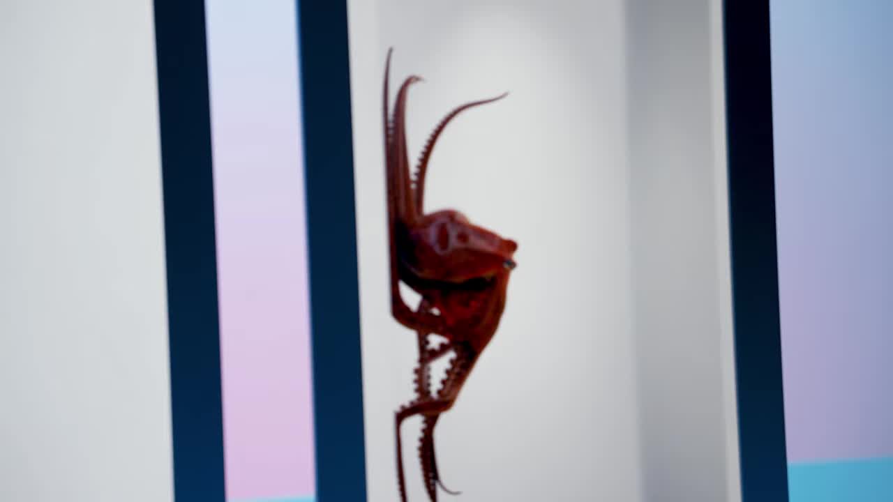 Компания Looking Glass представила новые мониторы с технологией Hololuminescent Display