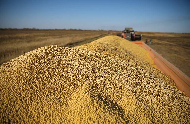 В Приморье собрали на 500 тысяч тонн больше зерна и сои чем годом ранее Урожай зерновых и сои в Приморском крае увеличился почти на 500 тысяч тонн и составил 1 4 миллиона тонн Об этом сообщил министр сельского хозяйства края Андрей Бронц Рост показателей обеспечили благоприятные погодные условия и достаточная обеспеченность хозяйств техникой и ресурсами Уборочную кампанию удалось продлить потери были минимальными Зерновых собрано 970 тысяч тонн риса более 60 тысяч тонн которым планируют обеспечить регионы Дальнего Востока и Восточной Сибири Также в крае увеличивается производство мяса и молока Свиноводы восстановили поголовье после АЧС растут объёмы производства птицы При этом собственное молоко пока покрывает около половины потребностей региона Индекс производства сельского хозяйства Приморья в 2025 году составил 110 В 2026 году на поддержку отрасли предусмотрено до 4 5 миллиарда рублей primorsky krai