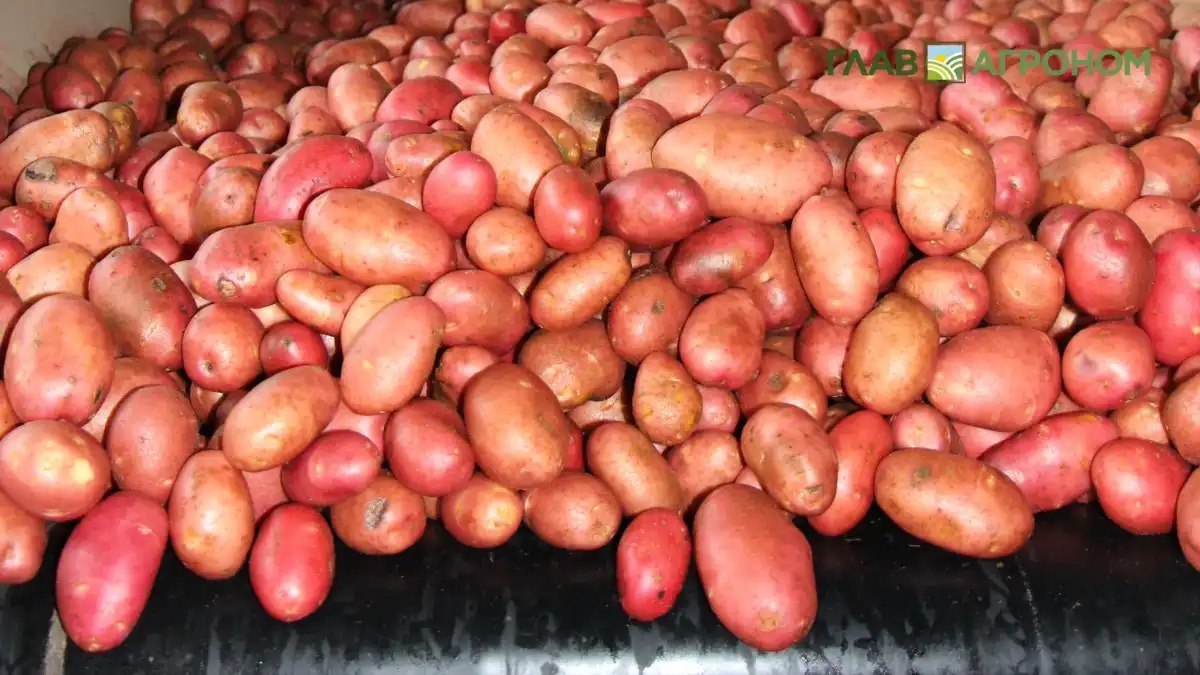 Валовый сбор картофеля в Челябинской области в 2025 году вырос на 42 Подробности