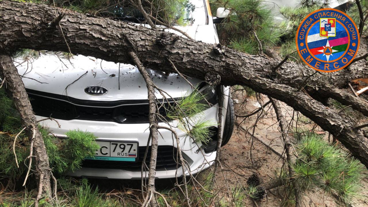 Сосна рухнула на автомобиль каршеринга в Сочи Все случилось, когда, к счастью, в машине не было людей. Спасатели приехали по вызову, распилили дерево.