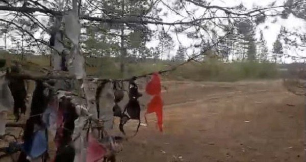 В Северо-Байкальском районе Бурятии нашли деревья, буквально увешанные женскими лифчиками. «За Уояном есть такое место. Почему здесь лифчики висят? Что здесь делают, зачем лифчики оставляют? Вон их сколько здесь», - подивился в паблике «Услышано в Северобайкальске» очевидец. Во время бурного обсуждения даже рассказали о примете: эту часть нижнего белья оставляют на удачу те, кто едет добывать золото