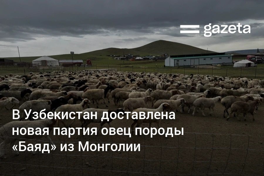 В Навоийскую и Бухарскую области доставлена новая партия монгольских овец породы «Баяд» для дальнейшего разведения. Всего до конца года в страну планируется ввезти 100 тысяч голов. Узбекистан и Монголия договорились снизить экспортную пошлину на овец и коз.     Telegram     Instagram     YouTube