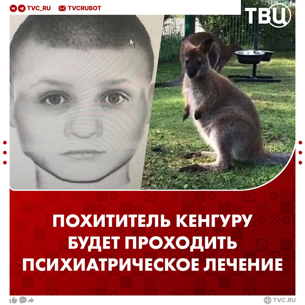 Карлик, который воровал кенгуру из зоопарков, попал в психбольницу Суд отправил Ивана Некрасова на психиатрическое лечение. В сентябре прошлого года он украл трёх кенгурят из разных зоопарков. Одного продал, а другого спасти не удалось. Третьего нашли в Подмосковье и вернули домой.