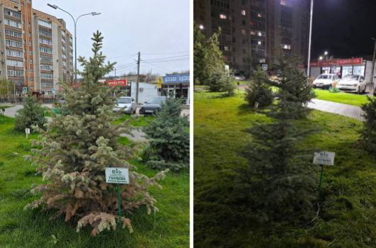 В Белой Калитве заменили засохшую елку Голубева В Белой Калитве заменили ель высаженную год назад от имени экс губернатора Василия Голубева Дерево которое местные жители иронично называли ёлкой Голубева засохло став в соцсетях символом неудачного озеленения Фото опубликовали в Telegram канале Чё по Ростову Напомним прошлой зимой в центре города с участием чиновников и под телекамеры были торжественно высажены несколько елей Особое внимание тогда уделили одному из деревьев посаженному от имени губернатора Однако менее чем через год эта ель погибла После волны критики в интернете засохшее дерево было тихо удалено а на его место высадили новое При этом остальные деревья посаженные в тот же день в одном ряду остались на своих местах хотя их состояние по мнению горожан также вызывает вопросы Подпишись на 1Rnd в МАХ Написать в редакцию