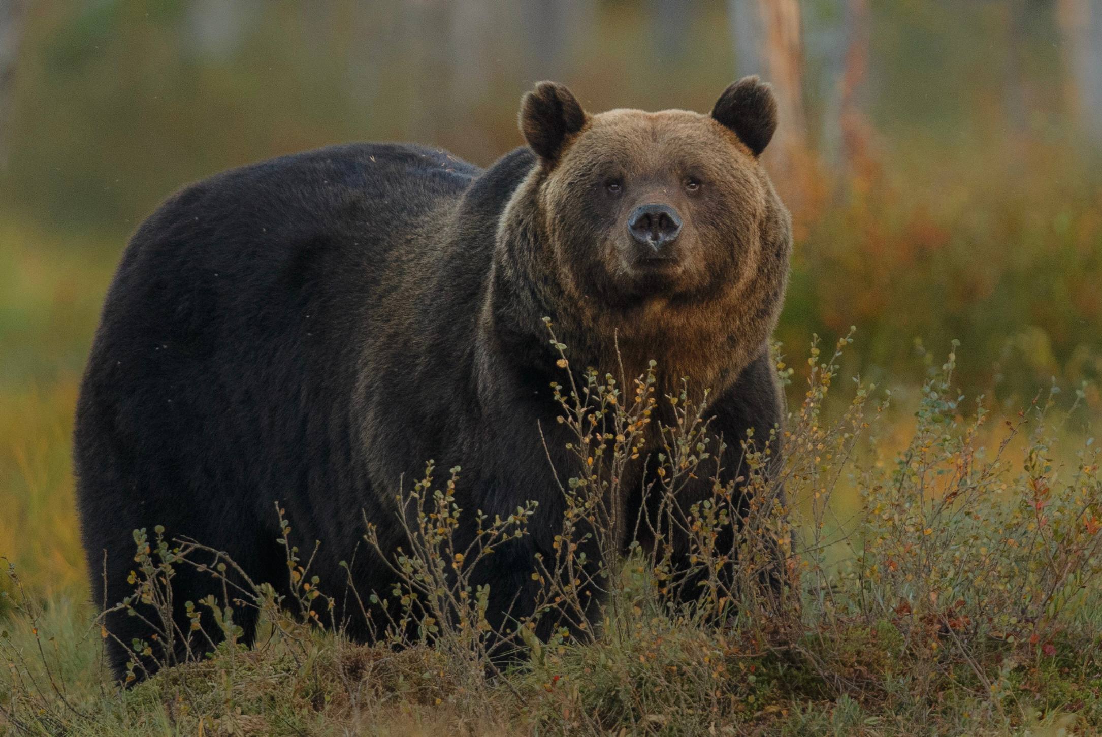 Неожиданная встреча перепуганный медведь покусал мужчину на Итурупе Инцидент произошел два дня назад у поселка Рыбоводов в Курильске Охранник ЧОП в нерабочее время решил проведать приятеля и пошел по дороге от рыбозавода к забойке там изымают икру для последующей закладки на инкубацию В 50 метрах от шлагбаума мужчина услышал лай собак и треск бамбука и внезапно на дорогу выскочил медведь Появление человека для топтыгина тоже стало неожиданностью Испуганный косолапый быстро рванул навстречу островитянину Недолгий контакт с диким зверем закончился вывихом плеча и укусом на ноге Пострадавшего доставили в больницу где ему оказали всю необходимую помощь Как отмечает gazeta km скорее всего медведь напал на мужчину в целях защиты Сейчас хищника караулят сотрудники местного лесничества Его судьба предрешена   Подписаться на нас Telegram I MAX Прислать нам новость Sakhonlinebot