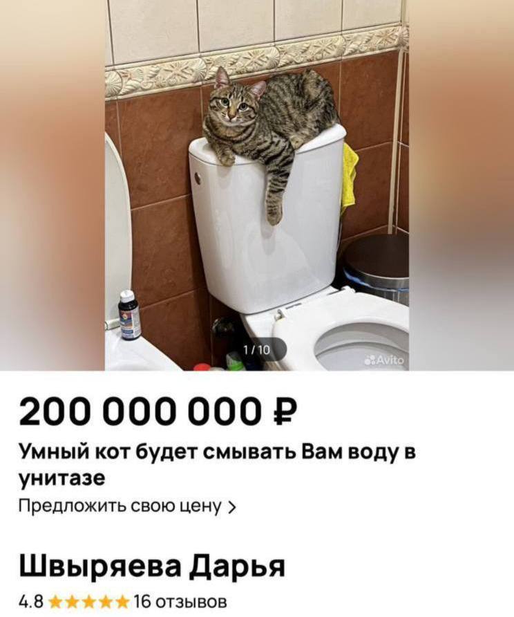 Кот за миллионы   В Москве продают кота за 200 млн рублей, которого приучили смывать воду в туалете.   Также продавец обещает, что чудо-кот снижает риск инфаркта и инсульта на 20%.  Фото: соцсети