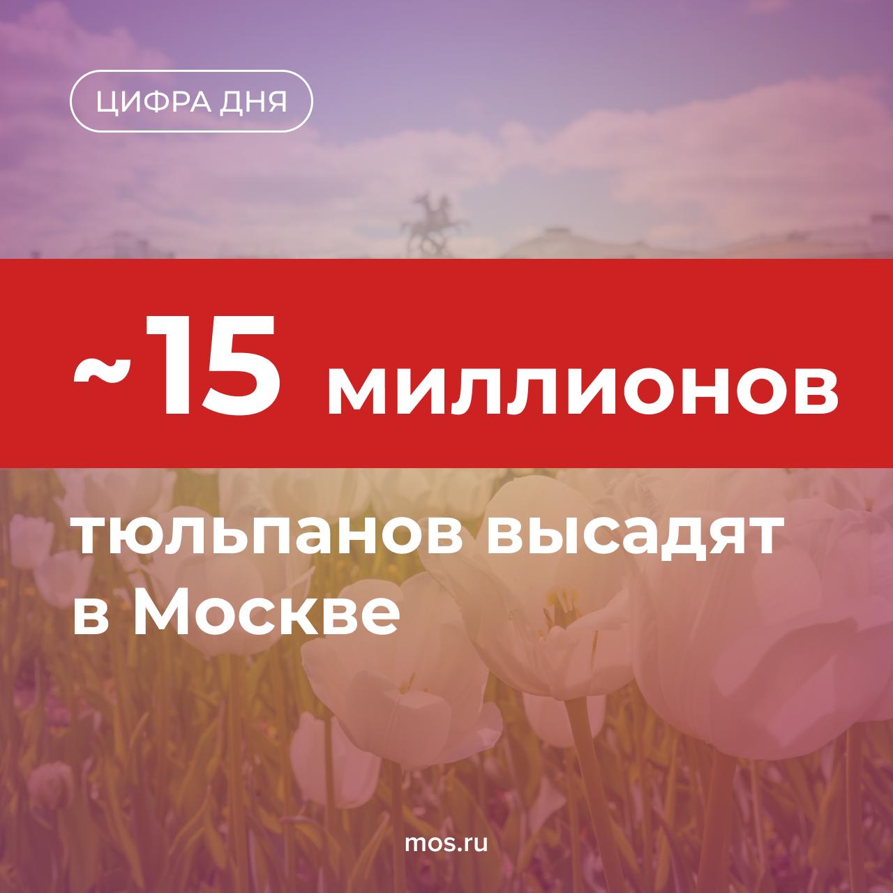 Около 15 миллионов тюльпанов высадят в Москве до наступления морозов Это нужно чтобы луковицы успели укорениться до прихода холодов и распустились к майским праздникам Весной эти цветы будут украшать улицы набережные площади скверы парки и общественные пространства