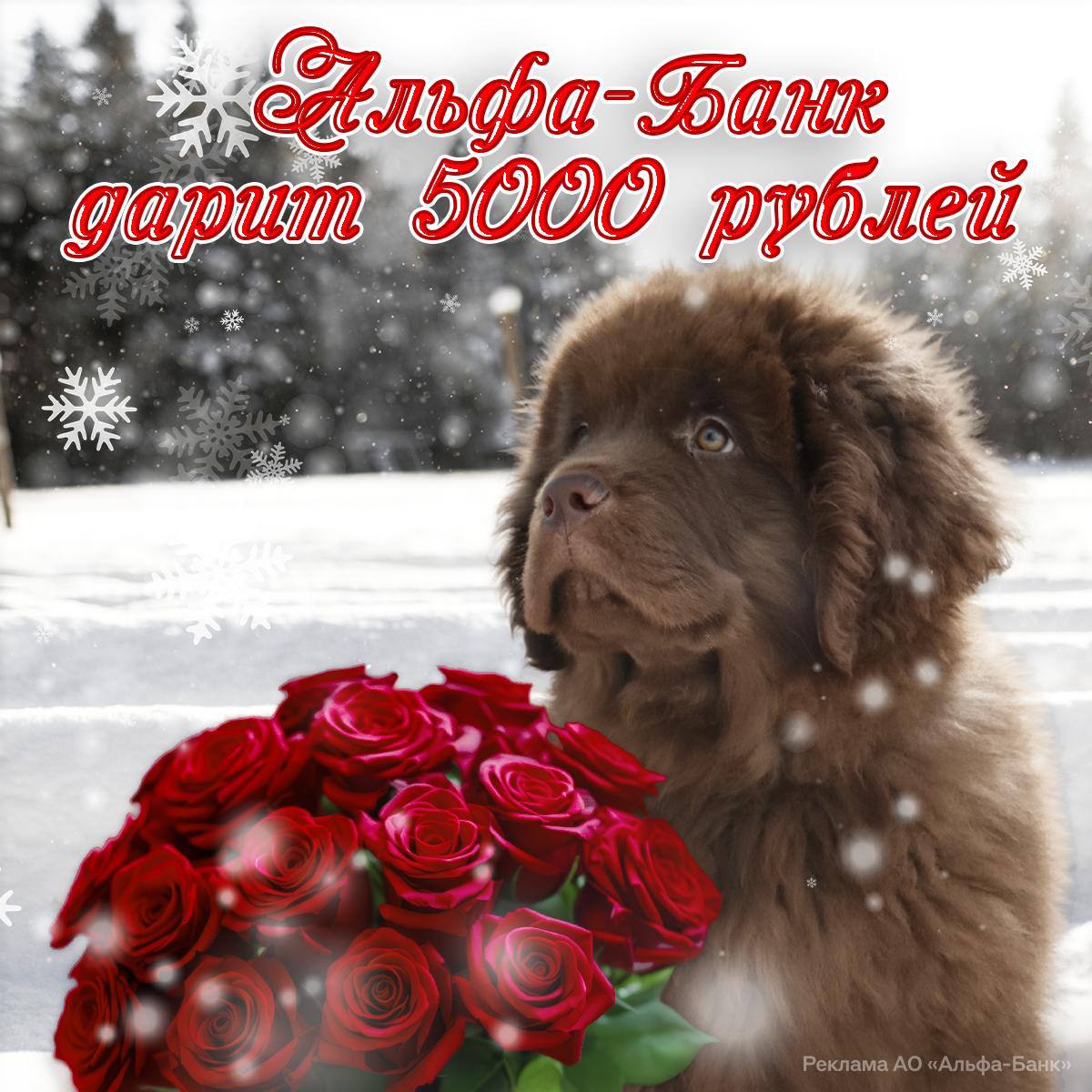 Пенсионерам начисляют 5 тысяч рублей в Альфа Банке Достаточно перевести туда пенсию Дебетовую карту оформляют бесплатно Банк дает 5 кэшбэка на аптеки и не берет комиссию за снятие наличных Повод написать бабушке с дедушкой