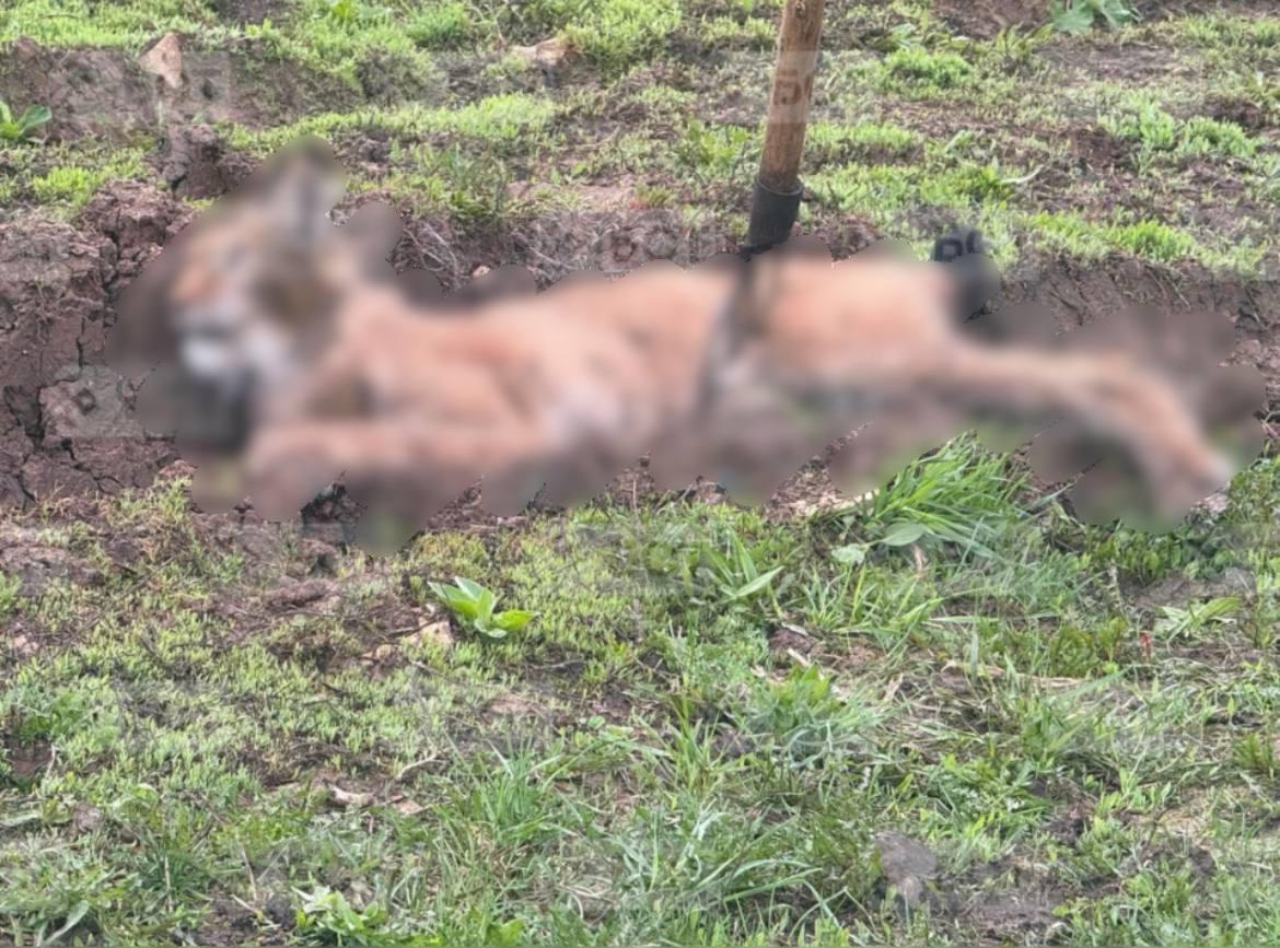 В деревне Урюш-Битуллино Караидельский район рысь атаковала мужчину, вцепившись в руку. Сельчанин смог отбиться и отделался лишь царапинами, но животное пришлось усыпить. Лабораторные анализы подтвердили: рысь была заражена бешенством. Сейчас ветеринары и экологи проверяют территорию, чтобы предотвратить распространение вируса.