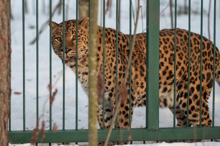 Один из самых старых леопардов России скончался в хосписе для тигров под Петербургом    Леопард Герд прожил больше 20 лет. Он считался одним из самых старых представителей этого вида в России. Герд попал в приют под Петербургом после нескольких лет «работы» у уличных фотографов уже в престарелом возрасте.    Животному создали все условия для комфортных оставшихся дней жизни. Сегодня стало известно, что Герд умер.    Удачной охоты, кот…     «Комсомолку»