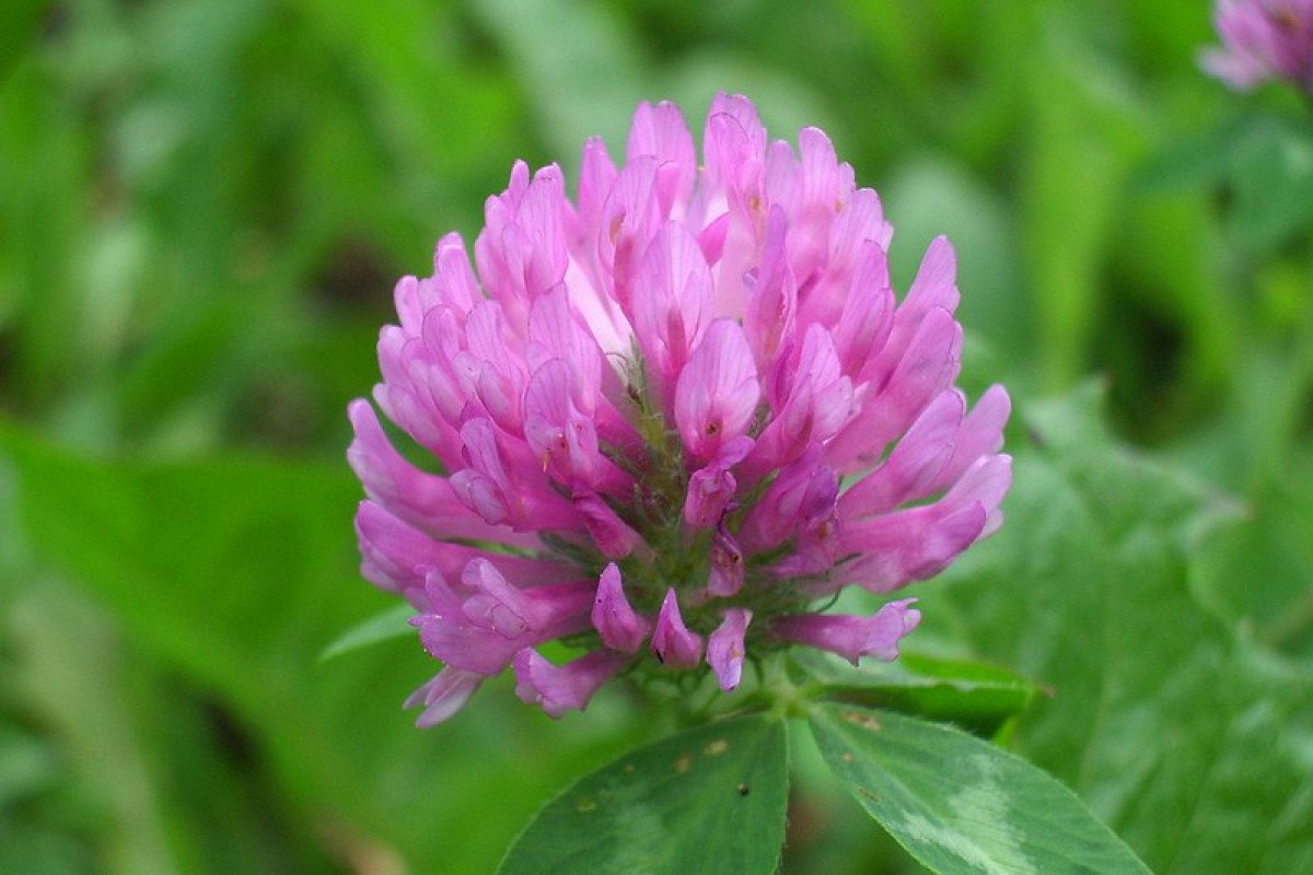 В Москве из за теплой для ноября погоды зацвели растения которые обычно распускаются в другое время года Например краснокнижная пупавка лютики васильки и клевер рассказал специалист столичного департамента природопользования и охраны окружающей среды Азамат Кунафин Некоторым видам растений свойственно повторное цветение осенью из за сбоя в природных циклах например из за климатических условий стрессовых факторов повреждений или особенностей вида Опасаться того что это может нанести вред растению не стоит добавил Кунафин Больше новостей в Daily News