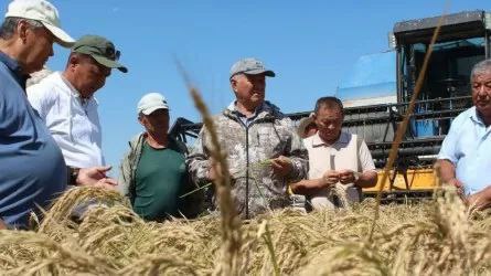 Новый сорт риса потребляющий меньше воды вывели в Казахстане Казахский НИИ рисоводства имени И Жахаева проводит испытания нового сорта под названием Сыр Сулуы Для созревания этому рису требуется 105 110 дней у других сортов 120 125 Соответственно на него уходит меньше влаги Урожайность 80 85 центнеров с гектара Также в Казахстане апробируют венгерский препарат Water Retainer который удерживает влагу в почве Традиционным способом рис поливают в течение 90 дней а с препаратом достаточно 51 дня говорят в министерстве водных ресурсов и ирригации