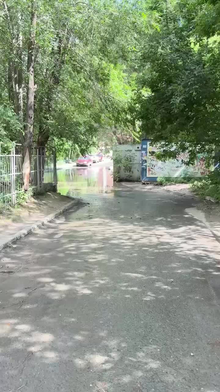 Утка обосновалась в луже во дворе Омска