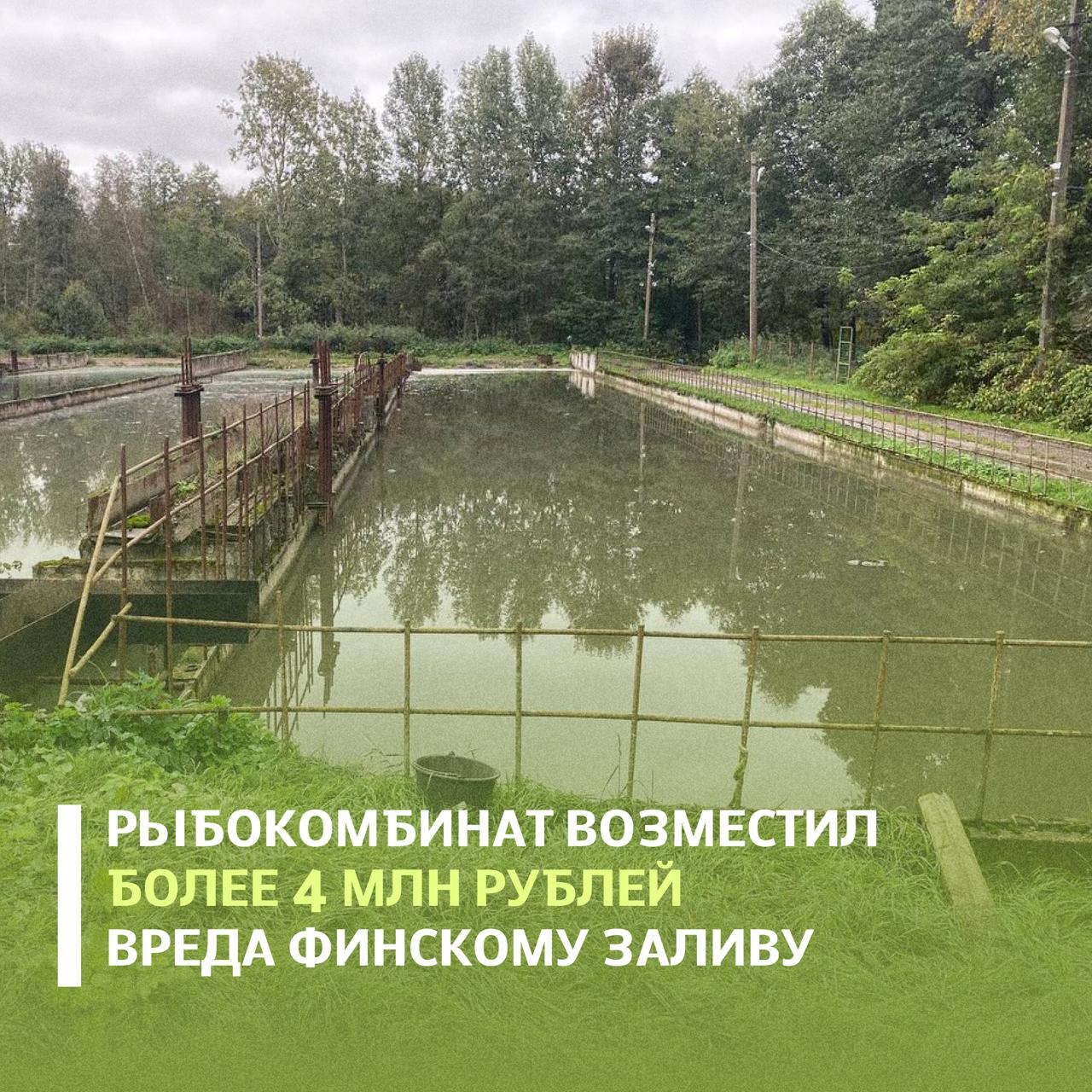 ЗАО Усть Лужский рыбокомбинат по требованию Северо Западного межрегионального управления Росприроднадзора возместило свыше 4 млн рублей за сброс недостаточно очищенных сточных вод в Финский залив Балтийского моря в Кингисеппском районе Ленинградской области Нарушения выявлены в 2024 году в ходе внеплановой проверки по обращениям граждан Установлено что при эксплуатации очистных сооружений предприятие не обеспечивало требуемую эффективность очистки В отобранных пробах зафиксированы превышения по ряду показателей включая БПК ХПК аммоний нефтепродукты и взвешенные вещества Предприятие привлечено к административной ответственности выдано предписание об устранении нарушений Ущерб водному объекту оценён более чем в 4 09 млн рублей Претензия о добровольном возмещении направлена компании вред Финскому заливу возмещён в полном объёме Подписывайтесь на Росприроднадзор в МАХ