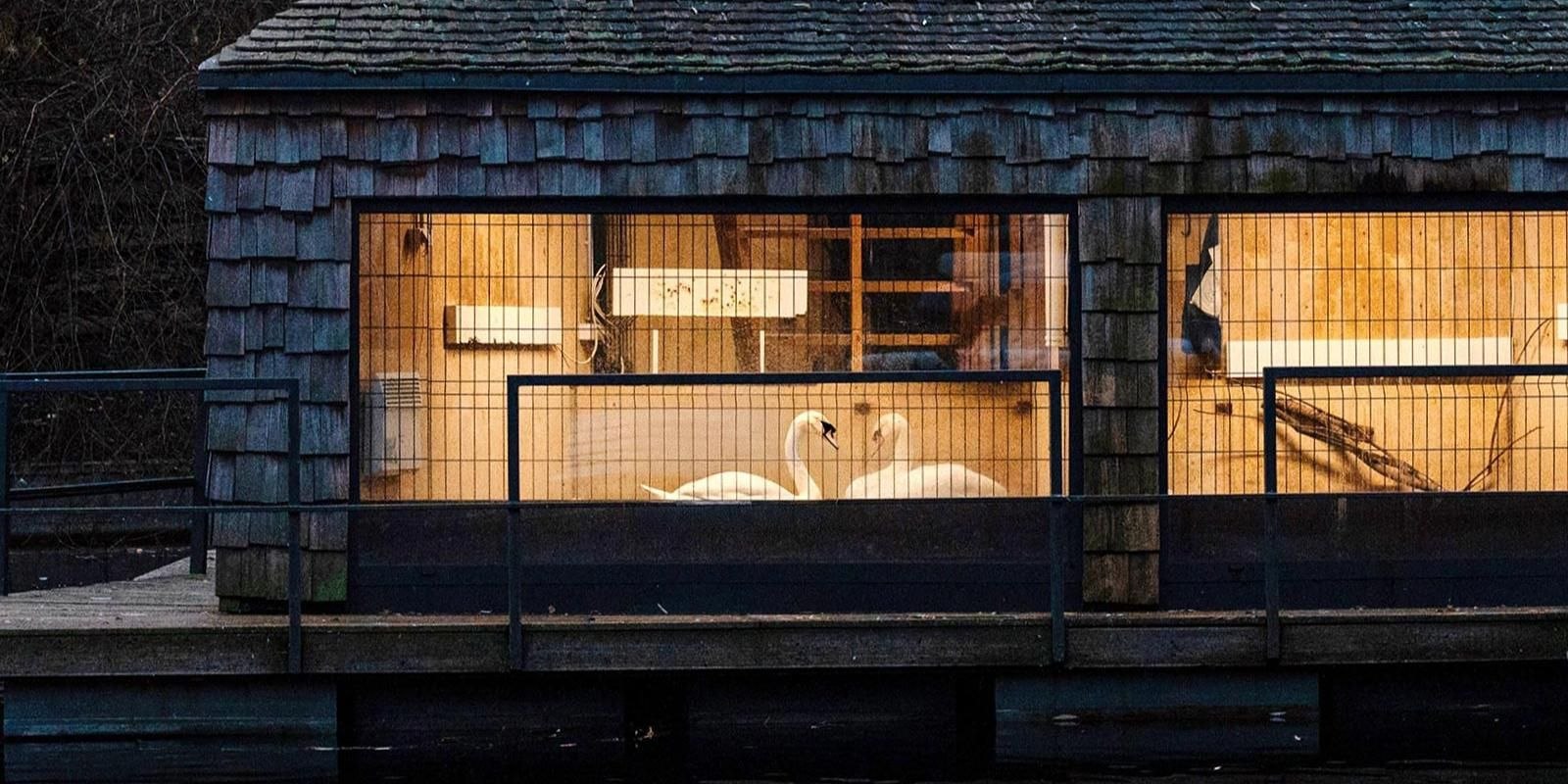 Обитатели московских парков переходят на зимний режим содержания Специалисты утепляют вольеры переводят теплолюбивых питомцев в закрытые помещения и корректируют их рацион добавляя больше белковых и злаковых кормов Лебедей из ландшафтного парка Митино и парка Горького разместили в отапливаемых домиках с панорамными окнами Вольеры фазанов и павлинов укрывают защитной пленкой кроликов при сильных морозах забирают в теплое место В экоцентре Кузьминки все прирученные животные уже переехали в зимний питомник где за их состоянием следят ветеринары