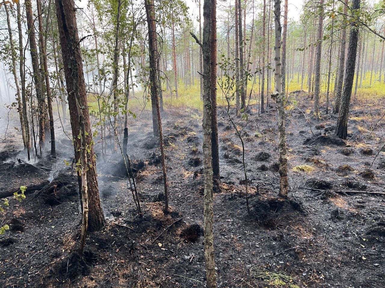 В Бабаевском округе Вологодской области вчера ликвидировали лесной пожар на площади 3 га.  Из-за теплой сентябрьской погоды в лесах оегиона суше, чем обычно бывает в сентябре.  "Прошу соблюдать правила пожарной безопасности в лесах!  При обнаружении в лесу пожара или задымления следует оперативно сообщить по телефону Прямой линии лесной охраны  8-800-100-94-00", - напоминает руководитель департамента природных ресурсов, лесного и охотничьего хозяйства Вологодской области Владислав Ефанов.  Добавим, что 4 класс пожарной опасности объявили в лесах в Череповецком и Шекснинском районах, а также в Кадуйском округе.