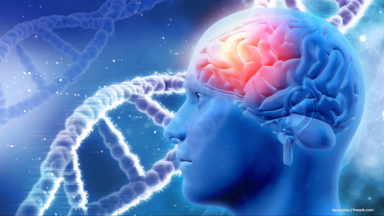 Мозг начинает стареть в 36 39 лет В Российском научном сообществе прозвучал сигнал тревоги мозговая активность достигает пика ближе к 36 39 годам после чего наступает замедление творческого процесса Ученые подчеркивают что именно в этот период важно успеть накопить максимум свежих мыслей и решений ведь дальше мозг начинает работать преимущественно с ранее приобретенными ресурсами Этот возраст объявлен критическим моментом после которого новаторство и продуктивность начинают угасать Предупреди тех самых стариков Читайте нас в MAX Подписаться на канал