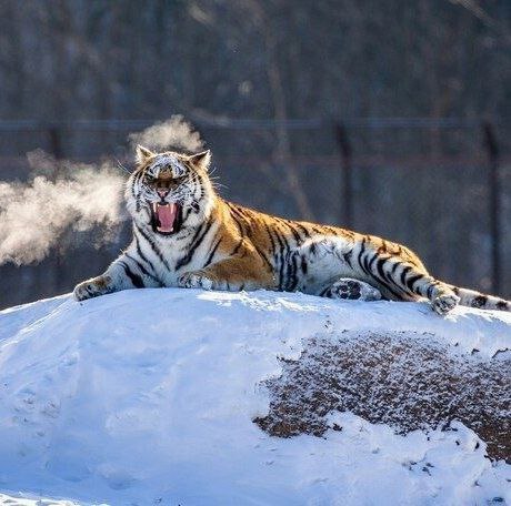 Уважаемые биробиджанцы Поступила информация что рядом с пос Мясокомбинатом были замечены следы тигра Для проверки информации на место выехали специалисты и сотрудники полиции Принимаются все необходимые меры чтобы обезопасить жителей Призываю горожан быть очень внимательными и осторожными проявлять бдительность В ночное время не выходить на улицы и спрятать домашних животных Сотрудники полиции будут всю ночь патрулировать территорию поселка Всю информацию которая будет появляться буду размещать на своих площадках а также в соцсетях мэрии города Телефоны служб куда можно позвонить при обнаружении следов тигра дирекция по охране объектов животного мира и особо охраняемым природным территориям Еврейской автономной области 2 28 73 департамент по охране объектов животного мира в рабочее время 4 54 41 единый номер вызова экстренных оперативных служб 112 биробиджансегодня биробиджан мэрбиробиджана мэриябиробиджана еао