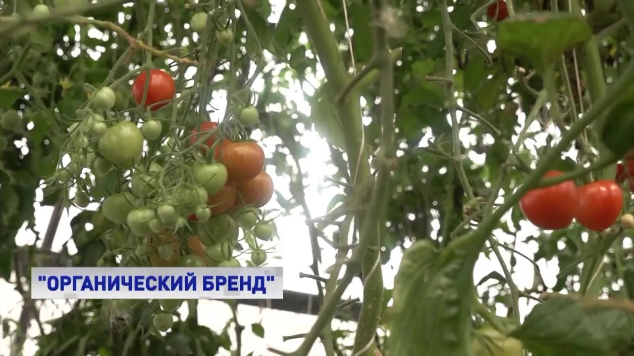В Совете Федерации подвели итоги национального органического конкурса Победителей определила комиссия под руководством первого вице спикера палаты регионов Андрея Яцкина В этом году конкурс проходит в пятый раз Интерес к нему постоянно растет отметил сенатор Это возможность для производителей заявить о себе на всю страну рассказать как можно большему количеству россиян о пользе органики и ее важности для здорового образа жизни 74 региона хорошая динамика Понятно что в стране много вызовов и при этом сохранить органическую повестку на таком уровне я считаю что это само по себе достижение сказал Яцкин В этом году в конкурсе 19 номинаций Они охватывают не только производителей и переработчиков органики но и тех кто продает ее внутри страны и на экспорт Отдельные номинации для студентов и школьников По словам заместителя министра сельского хозяйства Ксении Шевелкиной разработка школьных проектов направлена на дальнейшую профориентацию молодежи Удивили наши школьники Заявки по огородам которые находятся на пришкольных территориях такие живые истории где ребята рассказывают о том как они выращивают впервые может даже некоторые овощную продукцию И это та самая профориентация которой мы сейчас в хорошем смысле болеем занимаемся агротехклассами берем под опеку такие школы которые заявки подали сказала Шевелкина Серьезную поддержку конкурс получил от регионов правительств Как и в прошлом году губернаторы призывали подавать заявки и это стало таким хорошим федеральным мероприятием сказал руководитель АНО Российская система качества Роскачество Максим Протасов Среди лидеров по количеству поступивших заявок Белгородская и Ростовская области Мордовия Югра Алтайский и Приморский края Награждение победителей состоится уже в мае на III Форуме тружеников села Подписывайтесь на Вместе РФ в MAX