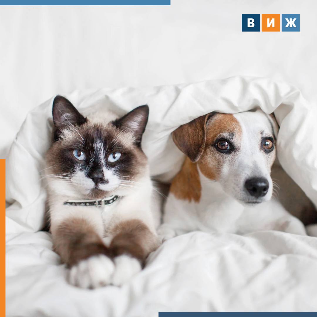 Госдума поддержала законопроект об обязательной регистрации собак и кошек Комитет по экологии на заседании рекомендовал принять в первом чтении законопроект об обязательной маркировке домашних животных сообщает Парламентская газета Документ предусматривает учет питомцев с использованием ошейников бирок или микрочипов Данные о них будут вносить в ФГИС ВетИС Россельхознадзора Перечень видов животных для маркировки утвердит правительство РФ но речь в первую очередь идет только о кошках и собаках На этом же заседании комитет отправил на доработку законопроект об обязанности владельцев в течение трех дней уведомлять уполномоченный орган о пропаже питомцев Депутаты признали инициативу нужной но требующей более четкой проработки норм vetandlife Наши каналы