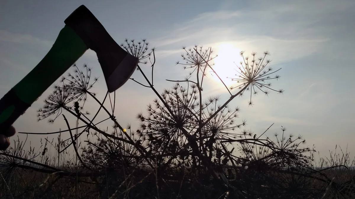 Рослесхоз приравнял американский клён к борщевику включил в список опасных чужеродных растений и требует его уничтожать С 1 марта владельцы участков обязаны бороться с такими захватчиками За бездействие штрафы до 700 тыс рублей и даже риск лишиться земли В Москве его планируют полностью убрать примерно за 10 лет