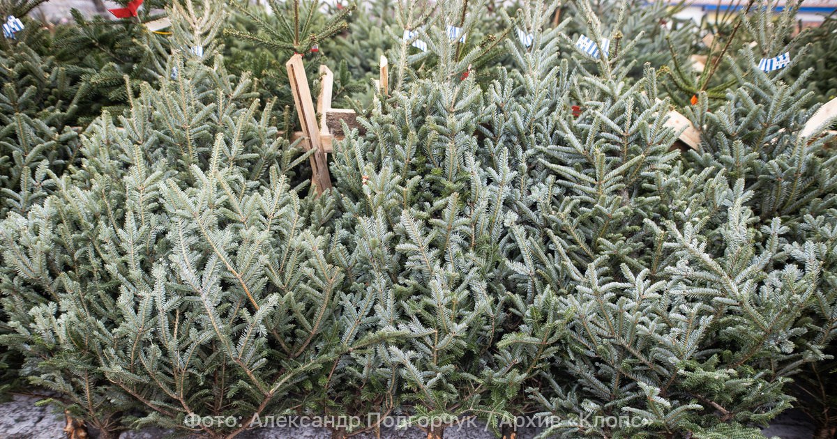 Калининградцам рассказали куда нужно везти отработавших новогодних красавиц В Калининграде до конца января отработавшие своё новогодние ёлки нужно сдать на одну из трёх специальных площадок которые расположены на ул П Панина Интернациональной и Мариупольской на парковках около торговых центров Об этом предупредили в городской администрации Региональный оператор по обращению с отходами напоминает что нельзя после праздников выбрасывать ёлки на площадки накопления твёрдых коммунальных отходов равно как и любые другие древесно кустарниковые остатки Их нужно везти в один из специальных пунктов приёма говорится в сообщении пресс службы мэрии Подобные площадки всего 34 будут созданы во всех 22 муниципалитетах Калининградской области