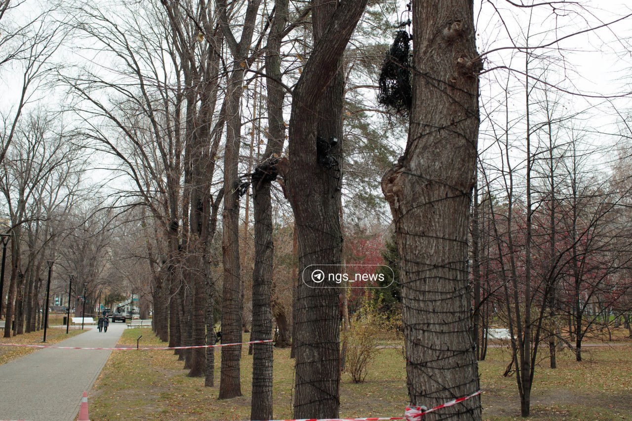 В мэрии, кажется, полный Happy New Year, потому что Первомайский сквер начали украшать в Новому году.   Ранее мэр Максим Кудрявцев заявил, что город будут готовить к празднику с 10 ноября. Но уже сейчас рабочие обматывают гирляндами деревья на аллеях.   Как относитесь к такому?   — лучше сейчас, а то потом опять ничего не успеют   — что-то рановато...   — а мне вообще не нравятся эти ваши гирлянды    Яндекс Станция за голос