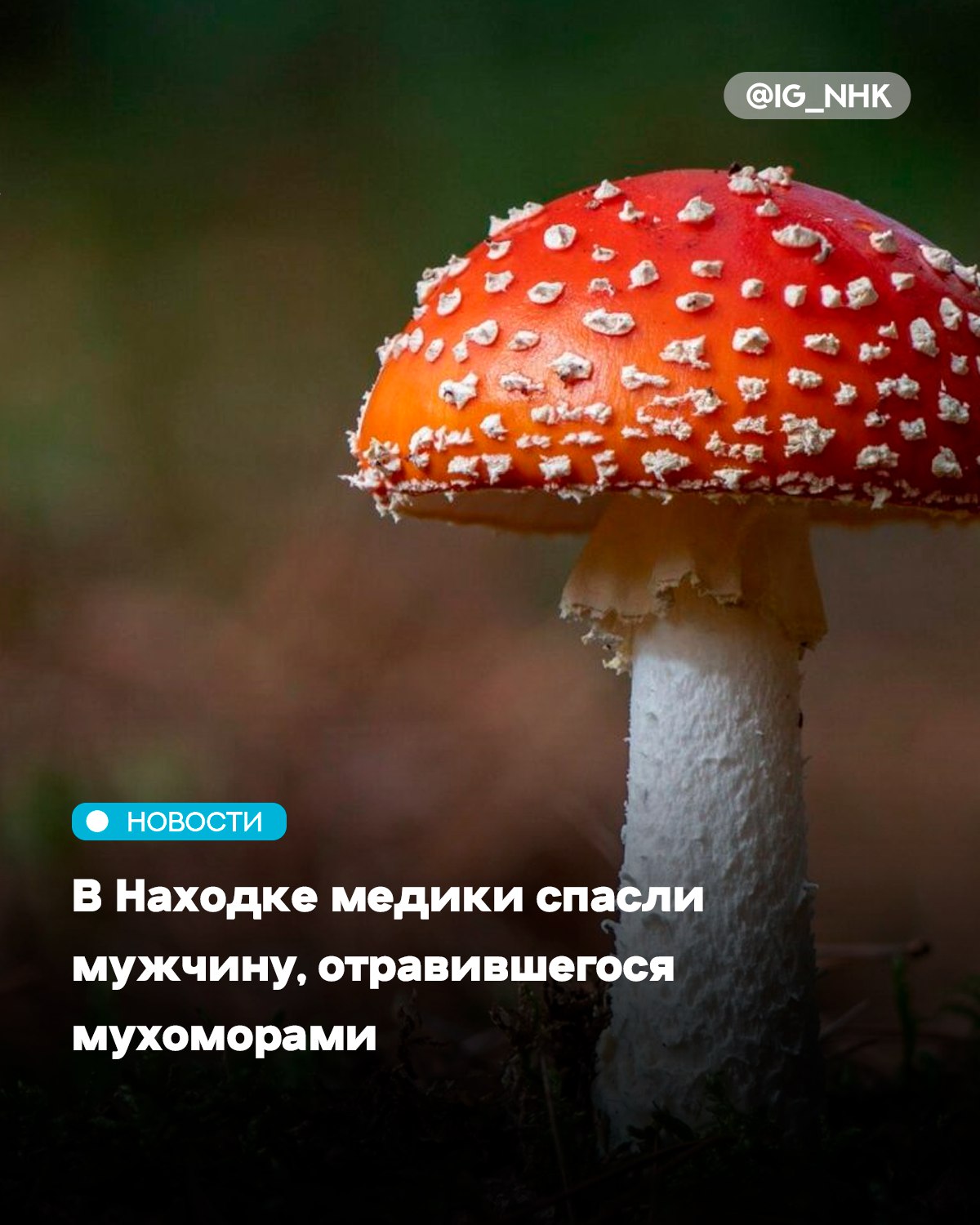 В Находке медики спасли мужчину отравившегося мухоморами Резкое ухудшения состояния пациент ощутил после обеда жаренными мухоморами кесаревидными которые в быту называют царскими или цезарскими грибами С симптомами отравления он был госпитализирован Мухомор кесаревидный хоть и съедобен но его легко спутать с ядовитой бледной поганкой на стадии яйца При отравлении грибами необходимо промыть желудок и немедленно обратиться к врачу И помните алкоголь при отравлении грибами ваш враг говорится в сообщении медиков Восемь дней врачи боролись за его жизнь проводя интенсивную терапию Сейчас ему ничего не угрожает он выписан но ближайшие полгода нужно быть особенно внимательным к здоровью Источник тгк NakhodkaMedia
