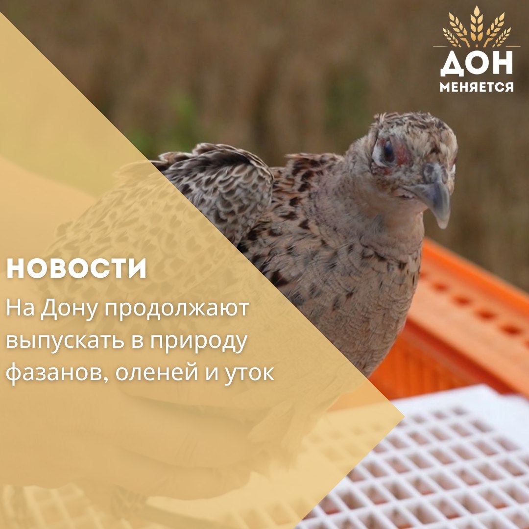 В Ростовской области активно восстанавливают численность диких животных и птиц Только за этот год в естественную среду уже вернулись: — 8600 уток-крякв, — 1640 фазанов, — 73 благородных и 21 пятнистый олень, — 19 европейских ланей. А всего с начала года — более 10 тысяч особей! «Сохранение видового разнообразия — приоритет для региона», — отметил министр природных ресурсов Михаил Фишкин. По словам замгубернатора Сергея Бодрякова, ежегодно на Дону выпускают от 1100 до 3600 фазанов, а общее число всех животных и птиц, возвращаемых в природу, достигает до 15 тысяч. Такие меры помогают поддерживать экологический баланс и обогащают живую природу Донского края.