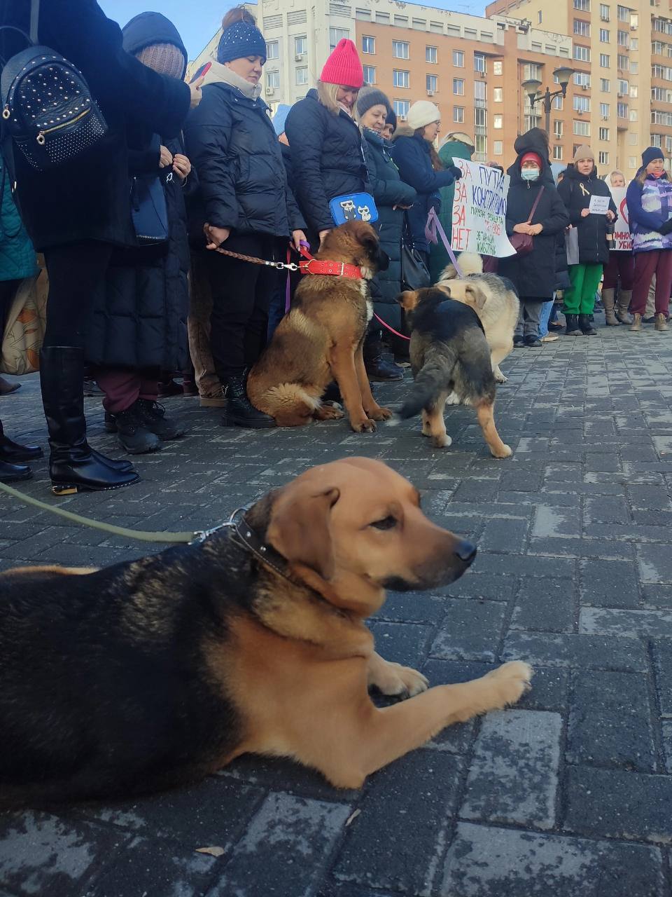 Новосибирцы вышли сегодня на митинг против закона об умерщвлении бездомных животных   По оценкам организаторов, выразить свое мнение на площадь Пименова пришли около 300 человек. Многие были со своими питомцами. Закончился митинг сбором подписей против законопроекта об умерщвлении бесхозяйных собак. Депутаты этим законом предлагают передать регионам право устанавливать предельный срок содержания в приютах бродячих собак после отлова. По истечении этого срока животных можно будет убить. Против этого законопроекта уже выступают в Совфеде. Пока рассмотрение инициативы отложили.   В Красноярске аналогичная акция протеста должна была пройти 15 марта, однако мэрия отказала зоозащитникам в проведении митинга, сославшись на ковидные ограничения. Новосибирская мэрия митинг активистам согласовала. Фото: Алена Залуцкая   Это Борус