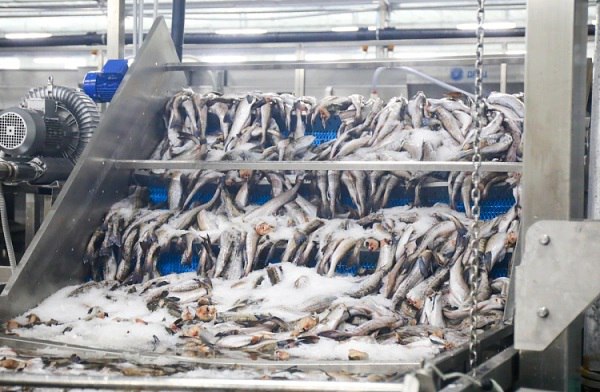 На Дальнем Востоке началась охотоморская путина сезона А На Дальнем Востоке началась охотоморская путина сезона А которая включает в себя вылов минтая сельди и трески и продлится до апреля В ходе этой путины добывается основной объем минтая порядка 80 годового вылова На промысле ежегодно работают около ста рыболовных судов сообщили в Росрыболовстве Планируемый вылов в ходе охотоморской путины определяется исходя из общего допустимого улова На 2026 год утверждены объемы минтая более 1 1 млн тонн тихоокеанской сельди 426 2 тыс тонн трески 21 8 тыс тонн РБК Восток в Telegram и MAX