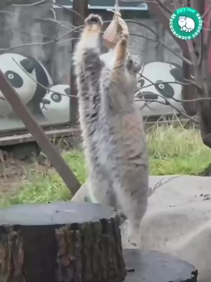 Манул Тимофей из Московского зоопарка успешно завершил зажировку к зиме