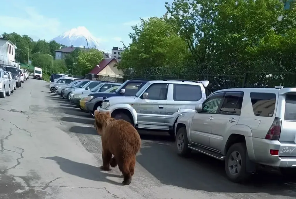 На Камчатке примут меры для профилактики выхода медведей На Камчатке обитает более 20 тысяч бурых медведей которые выходят из спячки поэтапно в марте одиночки самцы в середине апреля и мае медведицы с детёнышами Для Камчатки конфликтные медведи являются проблемой из за нападений на людей Отстрел конфликтных особей уже стартовал в апреле рядом с сёлами с тепловизорами и собаками отстрелили 3 самца до 6 лет в Паланском и 10 самцов 3 6 лет в Пенжинском районе Вертолётные облёты вокруг Петропавловска Елизово и Вилючинска пройдут 7 8 мая лесники с охотниками проверят количество медведей вокруг населенных пунктов На конец апреля назначены грандиозные тренировки по обращению с конфликтными хищниками В систему профилактики включена система 112 которая включает протокол усиленного реагирования МВД Росгвардии и волонтёров охотников Главный магнит для медведей несанкционированные помойки свалки с органическими отходами возле населённых пунктов ликвидируют чтобы отходы не привлекали хищников Камчатка Подписывайтесь на Недальний Восток в Max