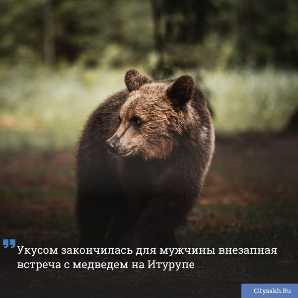 На острове Итуруп мужчина пострадал после неожиданной встречи с медведем вблизи поселка Рыбоводов в Курильске Животное вероятно испугалось и укусило человека который получил вывих плеча и рану на ноге   citysakh ru news 123116