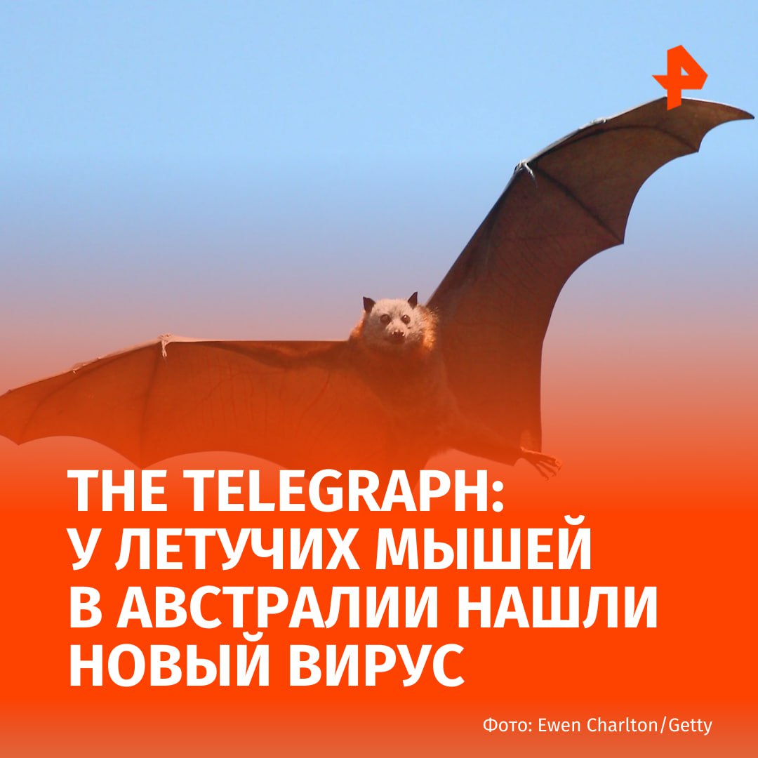 Новый вирус обнаружили у летучих мышей в Австралии пишет The Telegraph со ссылкой на источники Новый патоген переносимый летучими мышами получивший название вирус Salt Gully был обнаружен у летучих лисиц в Австралии сказано в публикации Вирус был найден в образце летучей мыши датируемой 2011 годом что свидетельствует об отсутствии его проявления и передачи другим животным и людям на протяжении более 10 лет Несмотря на это ученые рекомендуют быть осторожными Солт Галли является родственником заболеваний Nipah и Hendra которые Всемирная организация здравоохранения считает приоритетными патогенами Подписаться на РЕН ТВ МАХ Отправить новость