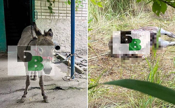В Батайске на улице Булгакова обнаружили обезглавленный труп ослика. Кроме того, неизвестный отрезал животному передние ноги.  Шокирующие подробности сообщает «Батайское время». Как оказалось, не так давно этот осёл уже был героем новостных лент. 12 июля кто-то из батайчан выложил в сеть ролик, на котором хозяин бил ослика, пока тот не упал на землю. Разумеется, случившееся вызвало бурю негодования, даже были написаны заявления в прокуратуру и Россельхознадзор. После огласки к владельцу выезжали ветврачи, которые осмотрели животное, но серьёзных травм не обнаружили.  Спустя неделю после этих событий ослика украли, но в тот же день похожее животное появилось на другом конце города. Осла выгуливал неизвестный мужчина, он водил его по дворам, разрешал его гладить и фотографироваться с ним.   На следующий день этот же мужчина начал рассказывать соседям, что убил и расчленил животное. Батайчане, разумеется вызвали полицию, но мужчины дома не оказалось — он пропал.  22 июля местные жители нашли расчленённого ослика.  Фотографии убитого осла показали прежним хозяевам, которые сразу же узнали своего питомца. Они рассказали, что в день исчезновения видели подозрительного мужчину, который крутился у двора.  «Да, муж поступил не по-человечески, когда бил животное, с ним провели беседу, он всё понял. У нас есть дети, которые ухаживали за этим осликом, покупали корм, заботились. Он жил в хороших условиях, и когда он пропал, они очень сильно переживали. Мы повсюду его искали, но даже подумать не могли, что всё может так закончиться», — рассказала хозяйка животного.   #новости #ростов #батайск #живодёр #ростовскаяобласть #укрф