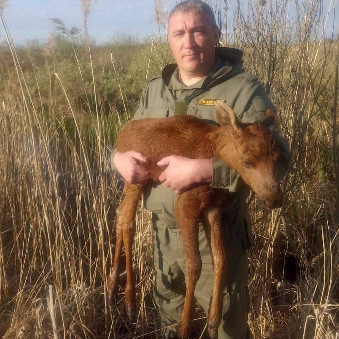 Маленького лосёнка спасли из болота в Зеленодольском районе. Знающие люди говорят, что он, вероятно, учился ходить по маминым следам — шагнул не туда и бахнулся в воду. Обеспокоенная мать лишь ходила рядом. К счастью, на помощь пришли спецы из Центра внедрения инновационных технологий в области сохранения животного мира. Они вытащили ослабленного детёныша. Сейчас он под присмотром в Свияжском охотхозяйстве. Там его откормят молоком и выпустят к сородичам, как только окрепнет.